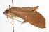  ( - ANIC Gen No. 000746)  @12 [ ] Copyright (2010) Unspecified Australia National Insect Collection