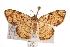  ( - ANIC Gen No. 000751)  @14 [ ] Copyright (2010) Unspecified Australia National Insect Collection