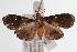  ( - ANIC Gen No. 000752)  @14 [ ] Copyright (2010) Unspecified Australia National Insect Collection