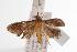 ( - ANIC Gen No. 000753)  @13 [ ] Copyright (2010) Unspecified Australia National Insect Collection