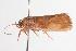  ( - ANIC Gen No. 000771)  @13 [ ] Copyright (2010) Unspecified Australia National Insect Collection