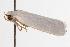  ( - ANIC Gen No. 000772)  @12 [ ] Copyright (2010) Unspecified Australia National Insect Collection