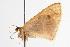  ( - ANIC Gen No. 000773)  @13 [ ] Copyright (2010) Unspecified Australia National Insect Collection