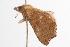  ( - ANIC Gen No. 000778)  @12 [ ] Copyright (2010) Unspecified Australia National Insect Collection