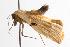  ( - ANIC Gen No. 000793)  @12 [ ] Copyright (2010) Unspecified Australia National Insect Collection
