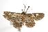  ( - ANIC Gen No. 000809)  @14 [ ] Copyright (2010) Unspecified Australia National Insect Collection