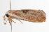  ( - ANIC Gen No. 000817)  @14 [ ] Copyright (2010) Unspecified Australia National Insect Collection