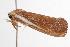  ( - ANIC Gen No. 000818)  @14 [ ] Copyright (2010) Unspecified Australia National Insect Collection