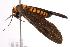  ( - ANIC Gen No. 000822)  @13 [ ] Copyright (2010) Unspecified Australia National Insect Collection