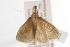  ( - ANIC Gen No. 000845)  @13 [ ] Copyright (2010) Unspecified Australia National Insect Collection