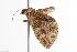  ( - ANIC Gen No. 000854)  @13 [ ] Copyright (2010) Unspecified Australia National Insect Collection