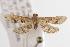  ( - ANIC Gen No. 000882)  @13 [ ] Copyright (2010) Unspecified Australia National Insect Collection