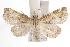  ( - ANIC Gen No. 000891)  @14 [ ] Copyright (2010) Unspecified Australia National Insect Collection