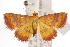  ( - ANIC Gen No. 000892)  @14 [ ] Copyright (2010) Unspecified Australia National Insect Collection