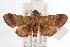  (Curena caustopa - ANIC Gen No. 000893)  @14 [ ] Copyright (2010) Unspecified Australia National Insect Collection