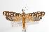  ( - ANIC Gen No. 000896)  @14 [ ] Copyright (2010) Unspecified Australia National Insect Collection