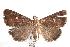  ( - ANIC Gen No. 000912)  @14 [ ] Copyright (2010) Unspecified Australia National Insect Collection