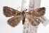  (Naarda xanthonephra - ANIC Gen No. 000913)  @14 [ ] Copyright (2010) Unspecified Australia National Insect Collection