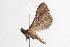  ( - ANIC Gen No. 000915)  @13 [ ] Copyright (2010) Unspecified Australia National Insect Collection