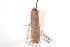  ( - ANIC Gen No. 000919)  @13 [ ] Copyright (2010) Unspecified Australia National Insect Collection