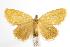 ( - ANIC Gen No. 000922)  @13 [ ] Copyright (2010) Unspecified Australia National Insect Collection