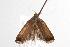  ( - ANIC Gen No. 000932)  @13 [ ] Copyright (2010) Unspecified Australia National Insect Collection