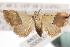  ( - ANIC Gen No. 000937)  @13 [ ] Copyright (2010) Unspecified Australia National Insect Collection