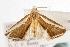  ( - ANIC Gen No. 000939)  @13 [ ] Copyright (2010) Unspecified Australia National Insect Collection