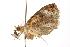  ( - ANIC Gen No. 000947)  @12 [ ] Copyright (2010) Unspecified Australia National Insect Collection