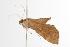  ( - ANIC Gen No. 000963)  @12 [ ] Copyright (2010) Unspecified Australia National Insect Collection