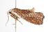  ( - ANIC Gen No. 000964)  @14 [ ] Copyright (2010) Unspecified Australia National Insect Collection