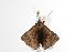 ( - ANIC Gen No. 000966)  @12 [ ] Copyright (2010) Unspecified Australia National Insect Collection