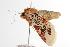  ( - ANIC Gen No. 000969)  @13 [ ] Copyright (2010) Unspecified Australia National Insect Collection