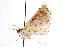  ( - ANIC Gen No. 000981)  @13 [ ] Copyright (2010) Unspecified Australia National Insect Collection