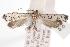  ( - ANIC Gen No. 000988)  @13 [ ] Copyright (2010) Unspecified Australia National Insect Collection
