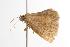  ( - ANIC Gen No. 000998)  @12 [ ] Copyright (2010) Unspecified Australia National Insect Collection