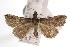  ( - ANIC Gen No. 000999)  @14 [ ] Copyright (2010) Unspecified Australia National Insect Collection