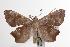  ( - ANIC Gen No. 001006)  @14 [ ] Copyright (2010) Unspecified Australia National Insect Collection