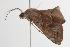  ( - ANIC Gen No. 001007)  @13 [ ] Copyright (2010) Unspecified Australia National Insect Collection