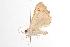  ( - ANIC Gen No. 001010)  @13 [ ] Copyright (2010) Unspecified Australia National Insect Collection