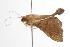  ( - ANIC Gen No. 001015)  @12 [ ] Copyright (2010) Unspecified Australia National Insect Collection