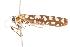  ( - ANIC Gen No. 001038)  @13 [ ] Copyright (2010) Unspecified Australia National Insect Collection