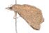  ( - ANIC Gen No. 001040)  @12 [ ] Copyright (2010) Unspecified Australia National Insect Collection