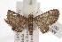  ( - ANIC Gen No. 001049)  @13 [ ] Copyright (2010) Unspecified Australia National Insect Collection