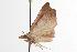  ( - ANIC Gen No. 001068)  @12 [ ] Copyright (2010) Unspecified Australia National Insect Collection