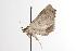  ( - ANIC Gen No. 001071)  @12 [ ] Copyright (2010) Unspecified Australia National Insect Collection