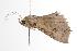  ( - ANIC Gen No. 001072)  @13 [ ] Copyright (2010) Unspecified Australia National Insect Collection