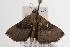  ( - ANIC Gen No. 001100)  @13 [ ] Copyright (2010) Unspecified Australia National Insect Collection