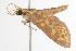  ( - ANIC Gen No. 001108)  @13 [ ] Copyright (2010) Unspecified Australia National Insect Collection