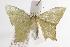 ( - ANIC Gen No. 001115)  @13 [ ] Copyright (2010) Unspecified Australia National Insect Collection
